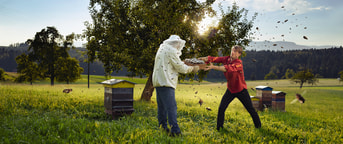 Un collaborateur et beaucoup des abeilles Un collaborateur et beaucoup des abeilles
